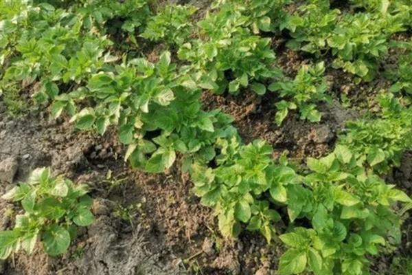 一株土豆要留几根苗，留2-3棵苗最好