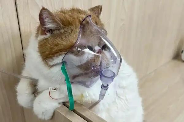 如何治疗猫咪哮喘，可采用氧疗法