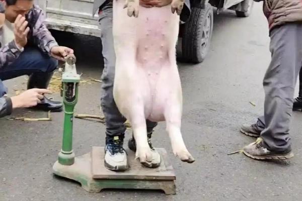 猪肉的价格，不同品种、地区的售价有区别