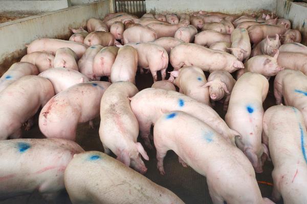 猪肉的价格，不同品种、地区的售价有区别