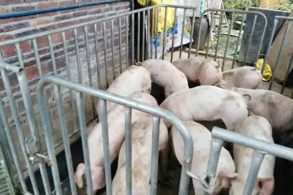 猪肉的价格，不同品种、地区的售价有区别