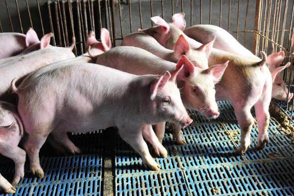 猪肉的价格，不同品种、地区的售价有区别