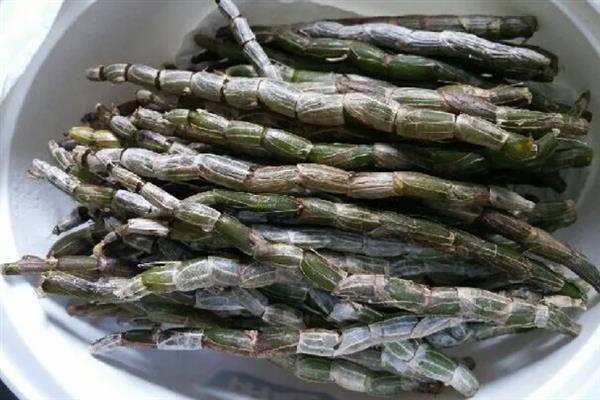 铁皮石斛的价格，因规格、品牌等条件而异