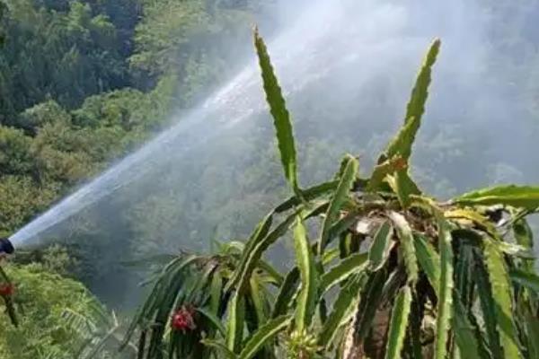 种植火龙果的方法，种植前施入充足的底肥