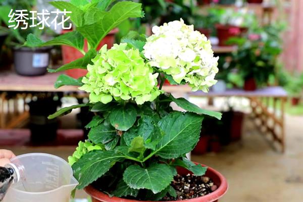 花瓣颜色较多的花有哪些品种，有绣球花、太阳花等