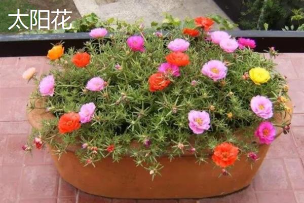 花瓣颜色较多的花有哪些品种，有绣球花、太阳花等