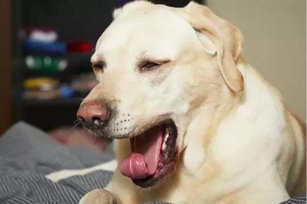 狗狗感冒怎么办，建议及时给狗狗保暖