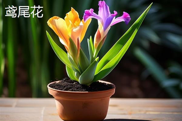 花瓣颜色较多的花有哪些品种，有绣球花、太阳花等