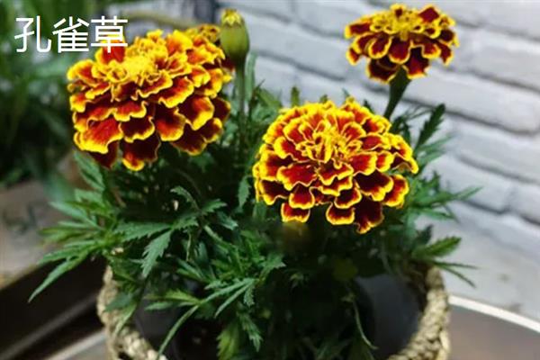 花瓣颜色较多的花有哪些品种，有绣球花、太阳花等
