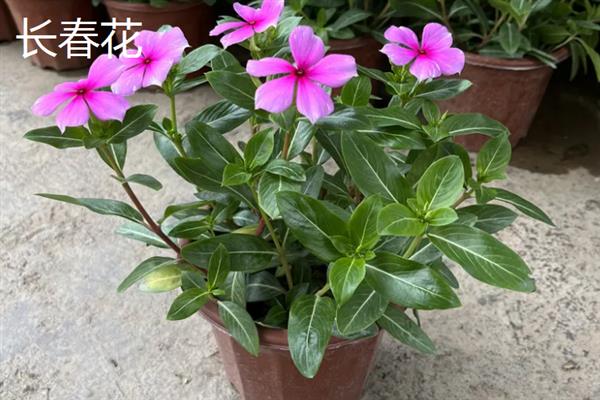 花瓣颜色较多的花有哪些品种，有绣球花、太阳花等