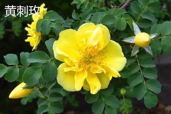 花瓣颜色较多的花有哪些品种，有绣球花、太阳花等