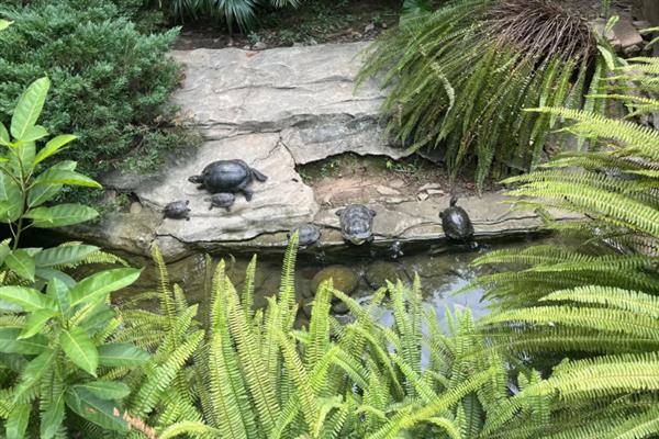 乌龟的生活环境，主要生活在湖泊、河流等地方