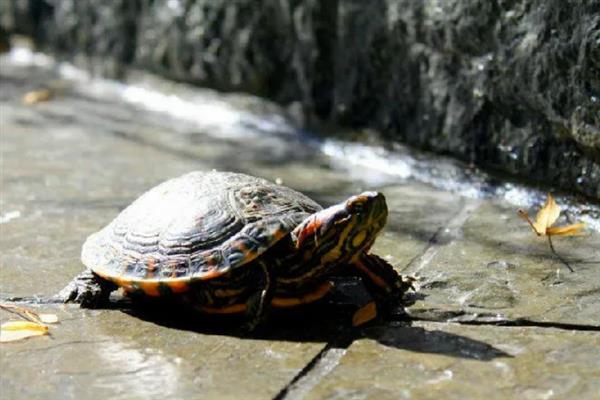 乌龟的生活环境，主要生活在湖泊、河流等地方
