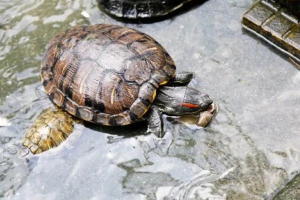 乌龟的生活环境，主要生活在湖泊、河流等地方