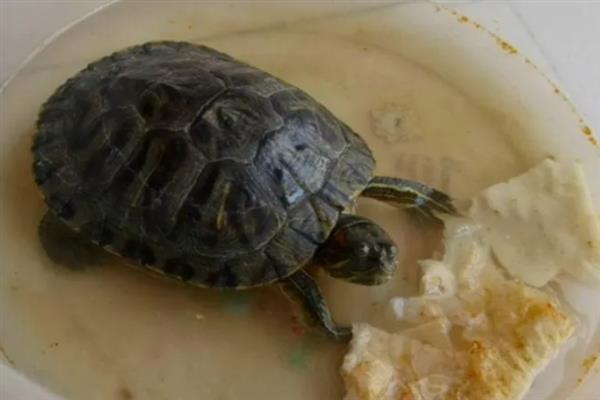 乌龟的生活环境，主要生活在湖泊、河流等地方