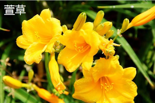 花瓣颜色较多的花有哪些品种，有绣球花、太阳花等