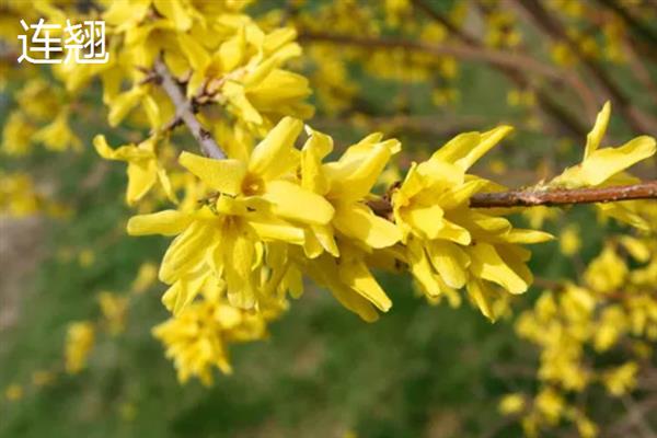 花瓣颜色较多的花有哪些品种，有绣球花、太阳花等