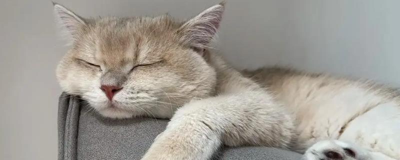 猫咪怎么绝育，多数采用的自体打结法