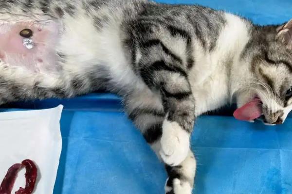 猫咪怎么绝育，多数采用的自体打结法