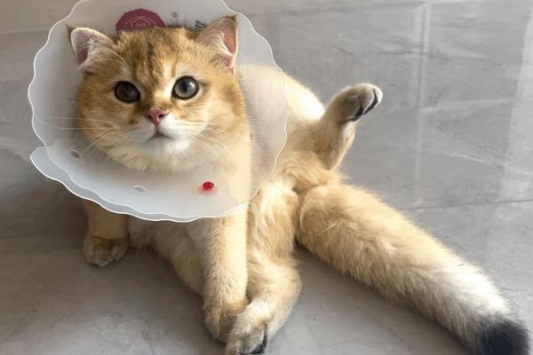 猫咪怎么绝育，多数采用的自体打结法