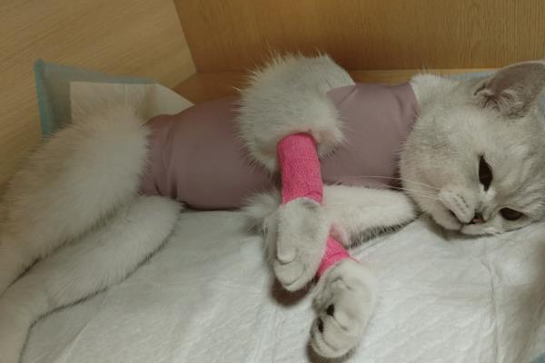 猫咪怎么绝育，多数采用的自体打结法
