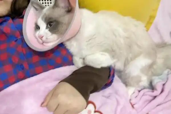 猫咪怎么绝育，多数采用的自体打结法