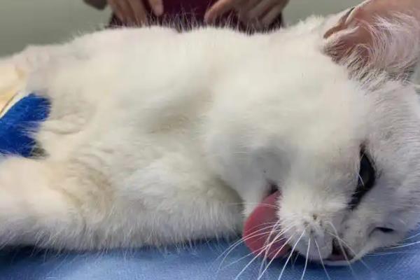 猫咪怎么绝育，多数采用的自体打结法