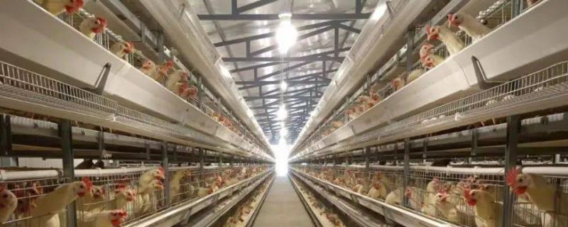 发展养殖业需要注意的问题，首先需要正确的心态