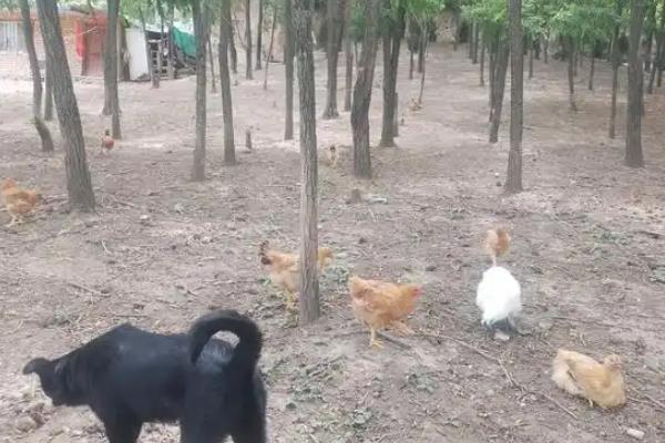 林下养鸡的注意事项，需注意农药使用