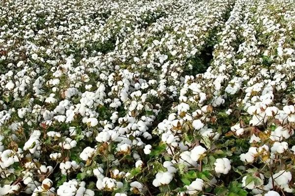 棉花为什么会疯长，主要原因是偏施氮肥、浇水不当、密度过大