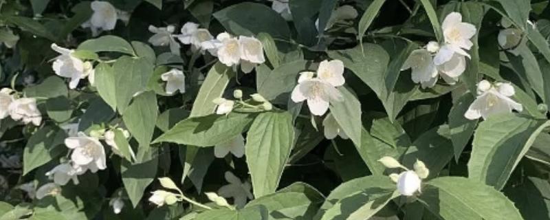 山梅花在什么时候开花，一般在每年冬季开花