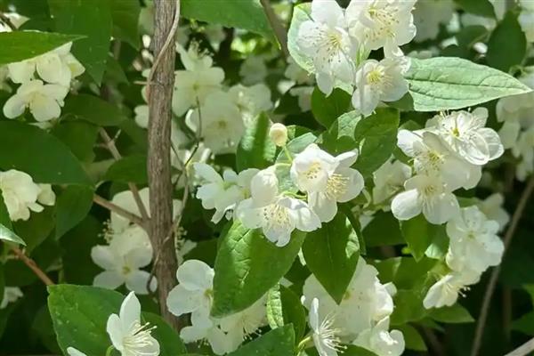 山梅花在什么时候开花，一般在每年冬季开花