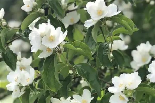 山梅花在什么时候开花，一般在每年冬季开花