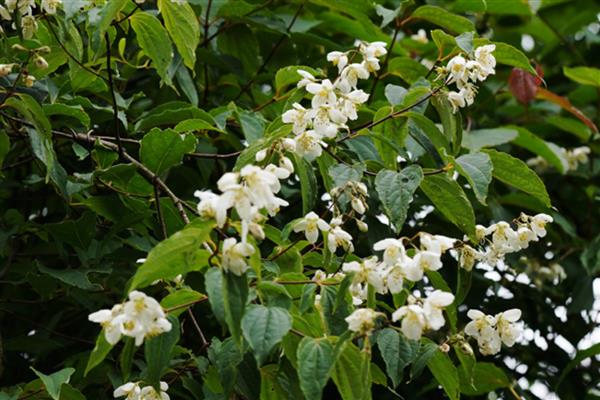 山梅花在什么时候开花，一般在每年冬季开花