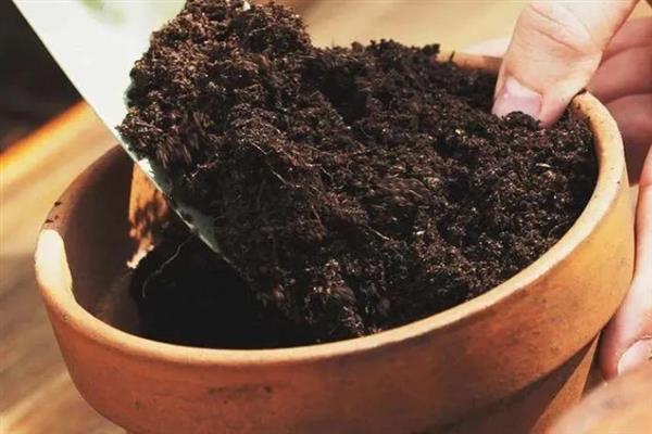 怎样养绿萝才能爆盆，每年的春季进行换土
