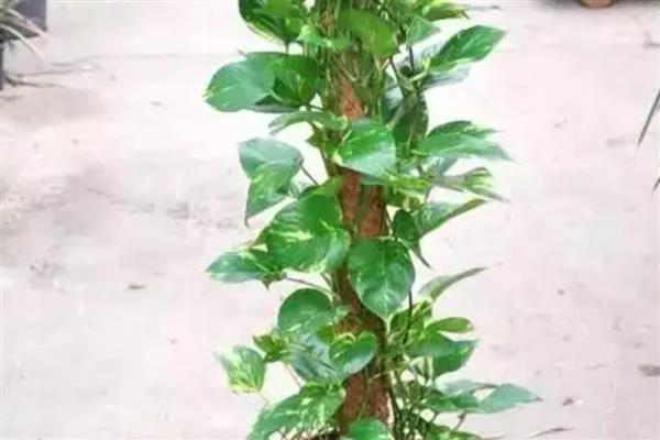 绿萝冬天可以繁殖吗，冬天也是能繁殖的