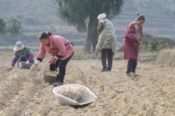 苜蓿的种植时间，建议在2-4月进行