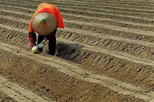 苜蓿的种植时间，建议在2-4月进行