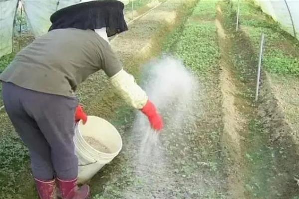 苜蓿的种植时间，建议在2-4月进行