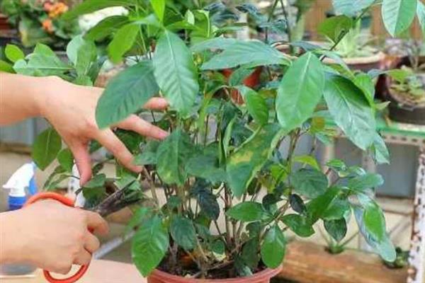 栀子花冬季如何修剪，在12月左右进行为佳