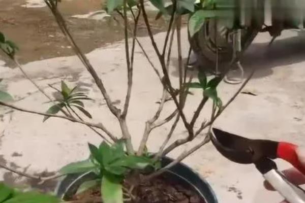 栀子花冬季如何修剪，在12月左右进行为佳