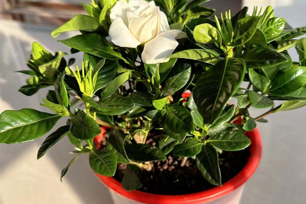 栀子花冬季如何修剪，在12月左右进行为佳