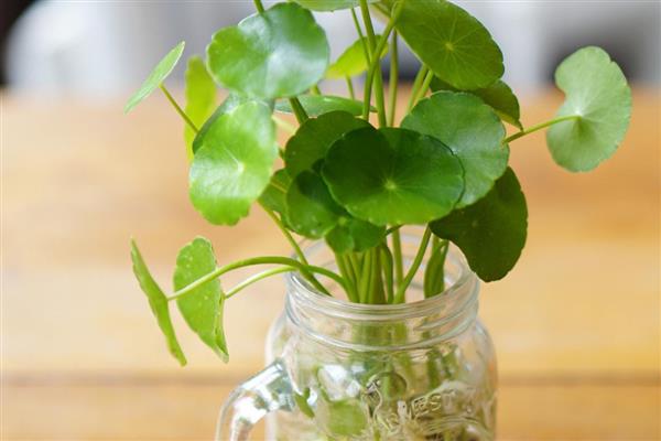 铜钱草吸收甲醛能力强吗，可以一定程度上吸收甲醛