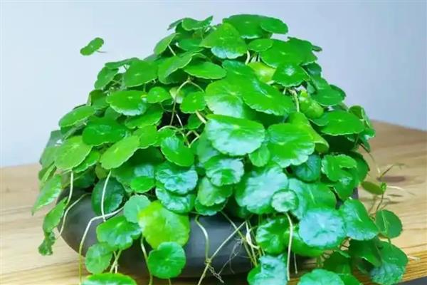 铜钱草吸收甲醛能力强吗，可以一定程度上吸收甲醛