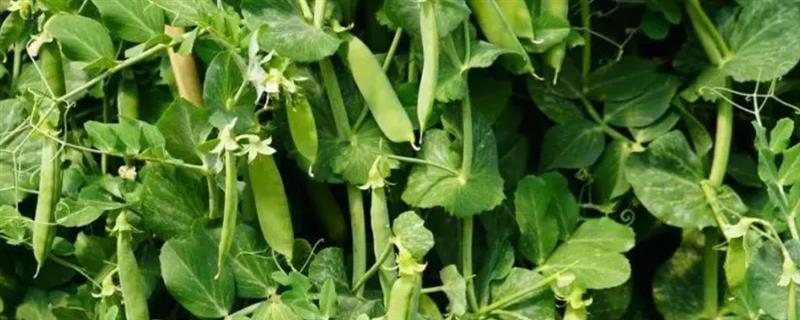 豌豆如何栽培，每个土穴播种2-5粒