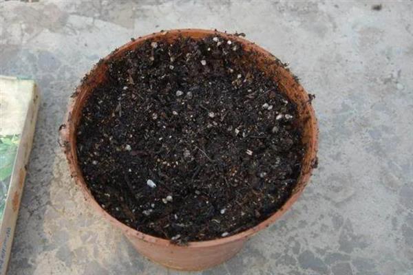菊花种子能不能种出菊花，菊花种子能种出菊花