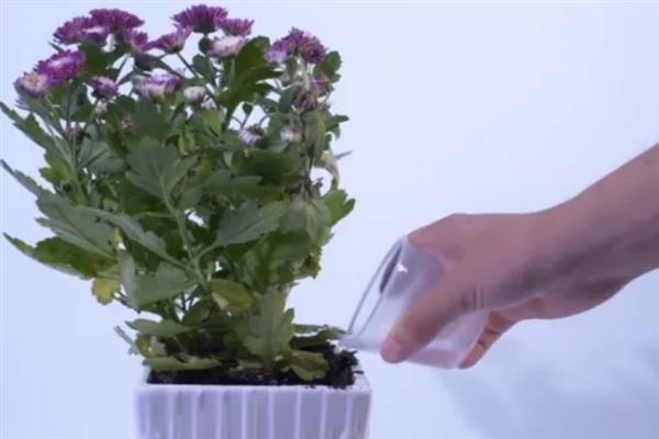 菊花种子能不能种出菊花，菊花种子能种出菊花