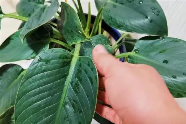 金钻的浇水间隔，每隔5-7天浇一次