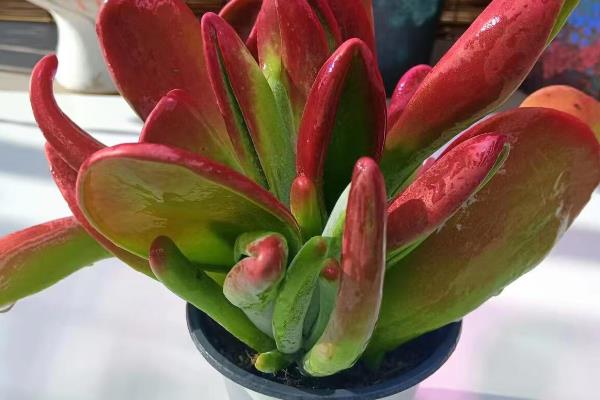 火狐狸多肉怎么养殖，生长期间每隔3-5天浇一次水