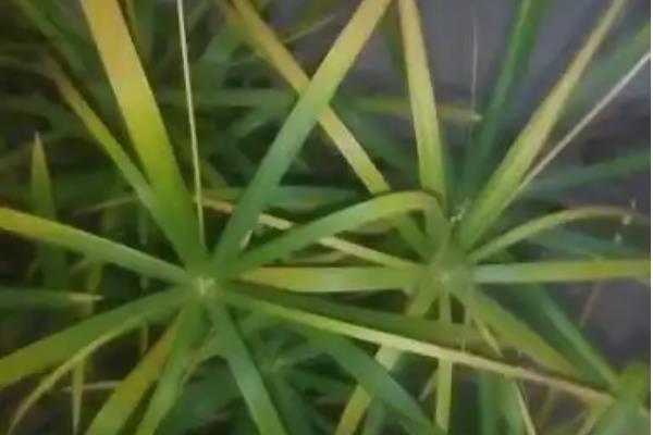 小竹叶水草为什么会发黄，主要是缺少光照和养分、水质过硬等因素导致